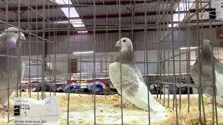 RACING HOMER PIGEONS @ MELBOURNE PIGEON SOCIETY ANNUAL SHOW#BRITISH SHOW RACERS