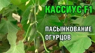 КАССИУС F1 - ШИКАРНЫЙ ОГУРЕЦ. ПАСЫНКОВАНИЕ ОГУРЦОВ (10-09-2018)