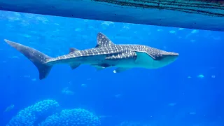 Whale Shark Hall 🐋🦈 #whale #shark #aquarium #macau #guangdong #zhuhai #china