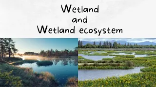 What is a wetland? What is wetland meaning? What is a wetland ecosystem?