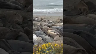 Наткнулись на лежбище морских слонов