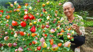 五彩椒還是七彩椒？櫻桃似的辣椒，不僅好看還好吃｜Cherry-like peppers, grandma used to make traditional Chinese food｜美食 ｜玉林阿婆