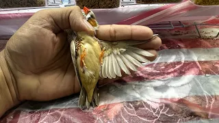 How to identify orange breasted split finch bird the recessive genes bird breeding