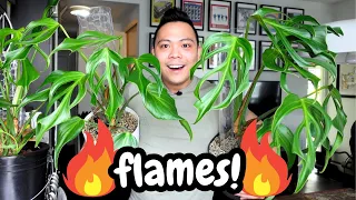 🌱  i love this monstera! Monstera Burle Marx Flame | houseplant spotlight 💚 plant updates