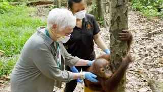 Dame Judi Dench adopts three orangutans after heading into the depths