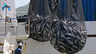 Everyone should watch this Fishermen's video - Most Satisfying Big Catch Fishing Net long