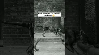 Last Pictures Of Extinct Animals #shorts