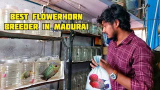 CHEAP & BEST FLOWERHORN HOME BREEDING FISH IN மதுரை‼️-|SafiQ's Thought