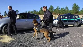 GRUPO DE INTERVENÇÃO CINOTÉCNICO E OS SEUS ELEMENTOS CANINOS