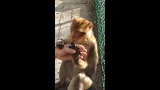 Домашняя макака - Home monkey 2022 #shorts