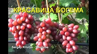 Виноград Богема селекции В. Загорулько