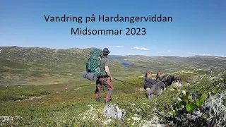 Vandring på Hardangervidda, Midsommar 2023