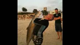 Amberjack 27 KG Riccola Spigola אינטיאס בצלילה חופשית  מור בללטי