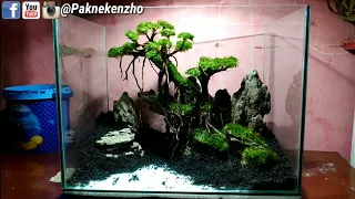 #61 Cara setting bonsai Aquascape di aquarium