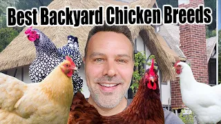 The Best Backyard Chicken Breed for YOU!