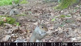 CRAZY SQUIRREL with music