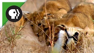 Lion Cubs Playing with Mom and Dad