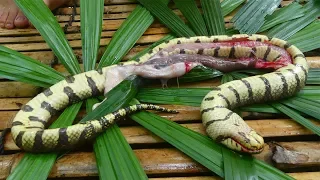 Cooking Snake With Secret Recipe In The Forest Eating Delicious