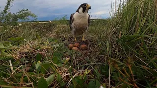 Сокол-сапсан на гнезде. Peregrine Falcon on the nest