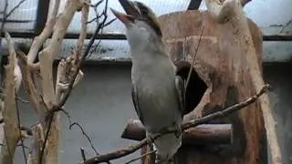 Kookaburra Laughing...