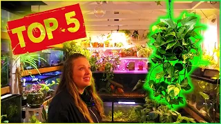 Top Five Houseplants to Use in Aquariums