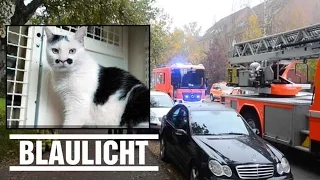 Drei tote Katzen bei Brand - Wiederbelebung erfolglos