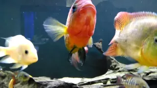 Fish room tour June 2016 American cichlids