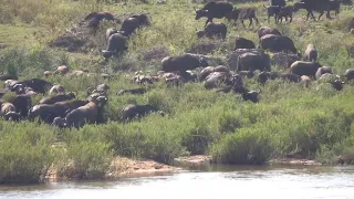 A large herd of Buffalos make their way to drink water #krugernationalpark