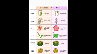 difference between monocot and dicot#fruit#seed#leaf#root