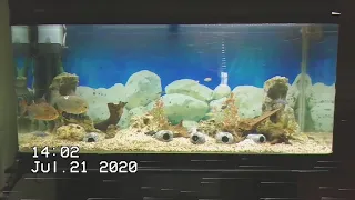 Atman ® 120 aquarium tank de 320 litros, con ciclidos del lago Malawi 🇲🇼, y del lago tanganica 🐡.