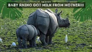 Baby Rhino drinking milk from mother | rhino feeding baby #rhino