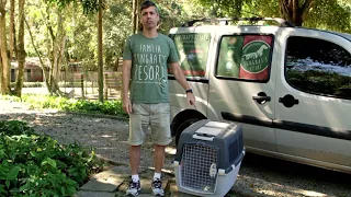 Como transportar seu cão no carro (Blog do Tunghat's Resort)