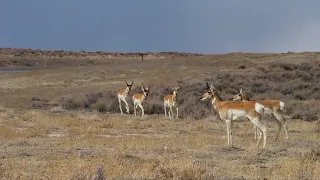 Helping Pronghorn Cross the Interstate 80 Wildlife Barrier in Wyoming