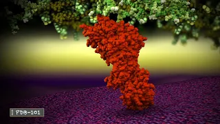 Penicillin Binding Protein from MRSA