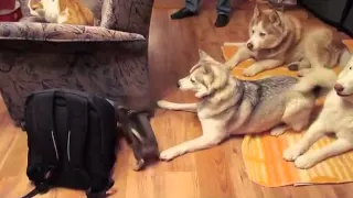 Chihuahua vs. Husky