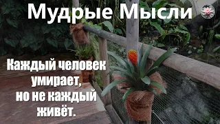 Самые Лучшие Цитаты и Афоризмы | Золотые Слова