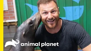 Hanging Out With Seals and Sea Lions at Georgia Aquarium | Animal Bites with Dave Salmoni