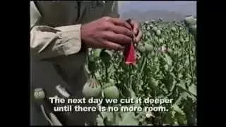 Afghanistan's Fatal Flower