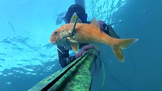 Pesca submarina.Pescando salmonetes XXL (HD)