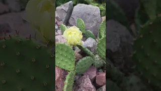 На даче цветёт кактус! 🥰Зимует в открытом грунте. Цветёт опунция!