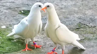 Пискунята учатся купаться ! Baby pigeons learn to swim!