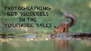 Photographing RED SQUIRRELS from a hide, in the Yorkshire Dales. WILDLIFE VLOG w/ the CANON 1dxmkii