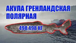 🔴РУССКАЯ РЫБАЛКА 4 /🔴АКУЛА ГРЕНЛАНДСКАЯ ПОЛЯРНАЯ🔴498,498 КГ🔴Russian Fishing 4 /GREENLAND POLAR SHARK