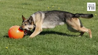 Explosives-sniffing dogs on the front lines in Kabul