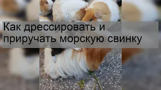 Как дрессировать и приручать морскую свинку