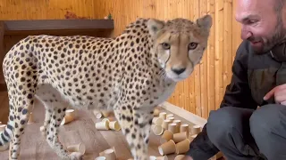 The teddy cheetah can't see up close at all. Gerda is a very fort cheetah!