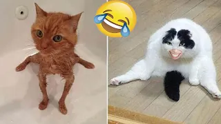 Funny animal videos 2023 -  Funny cats/dogs -  Funny animals   -Part82/Haypyy Pett