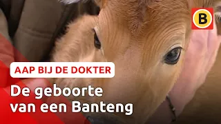 Een nieuw meisje in de Beekse Bergen | Komt een aap bij de dokter | Omroep Brabant