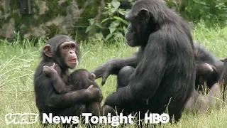 Lab Chimpanzees Are Retiring To This Chimp Haven (HBO)