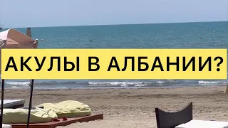 АКУЛЫ В АЛБАНИИ?